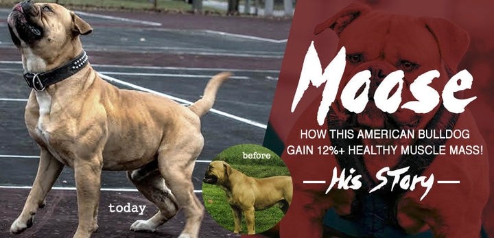 How "Moose" an American Bulldog Gained 12%+ Of Healthy Muscle.