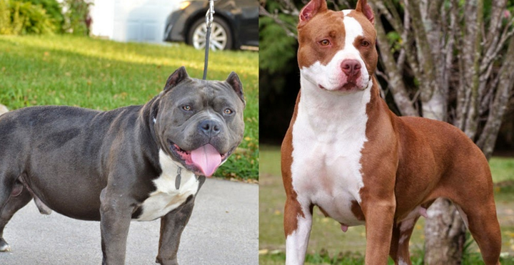 The Difference Between an American Bully and Pit Bull.