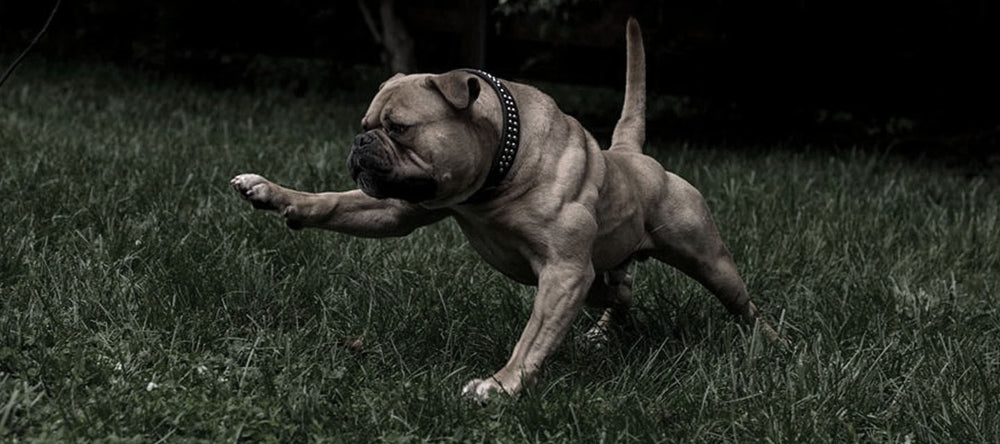 Pit Bull Exercises That Help Pack On Muscle, Strength & Power!