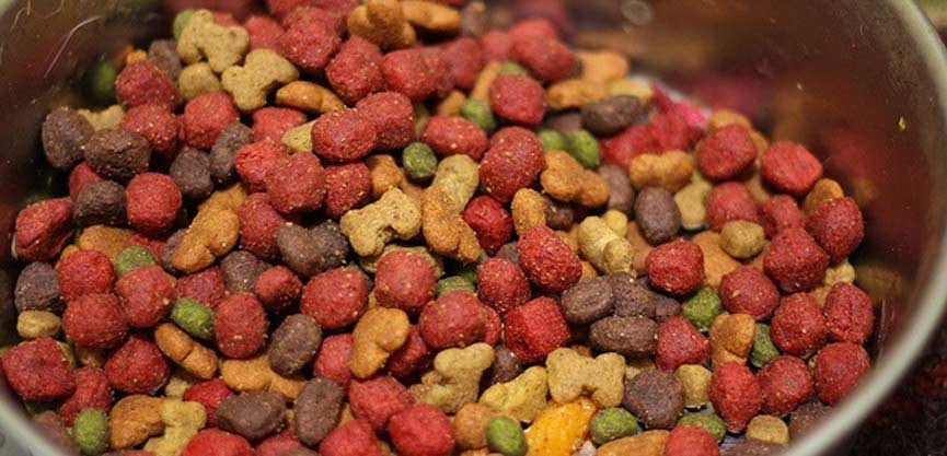 Shocking Study: The Loss Of Nutrients in Processed Dog Food