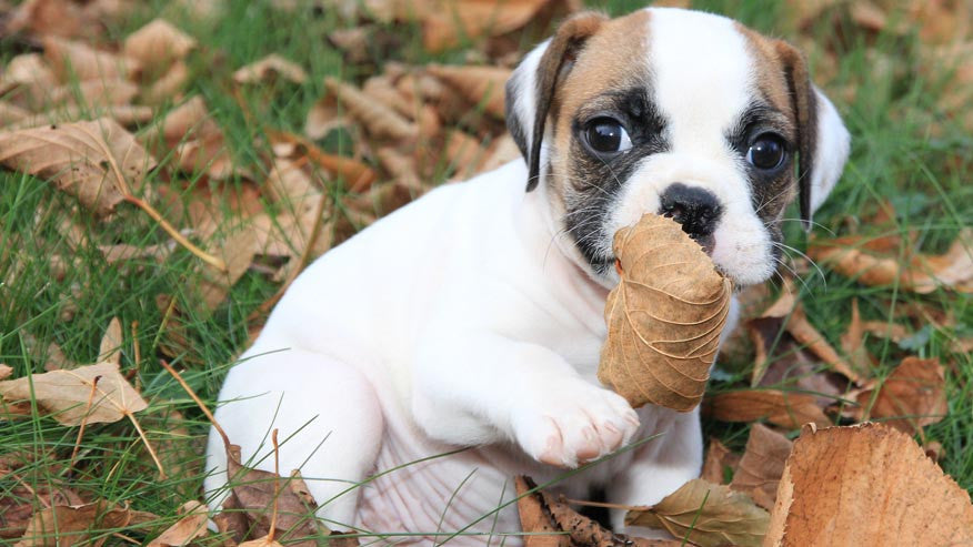 Top 3 Puppy Nutrients To Feed A Growing Puppy